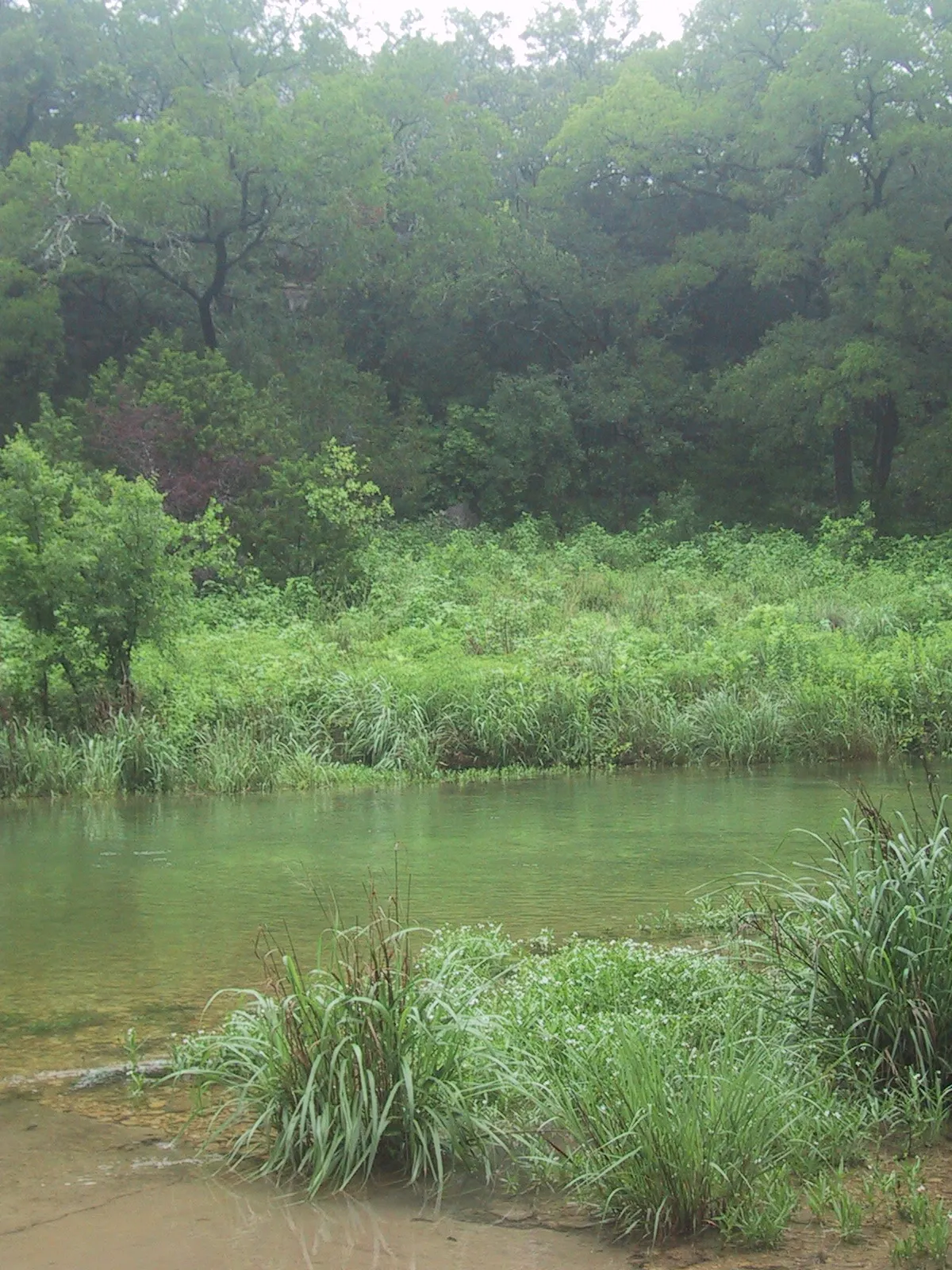 Summer Creek
