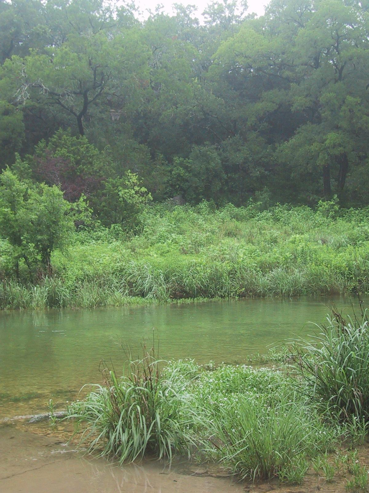 Summer Creek